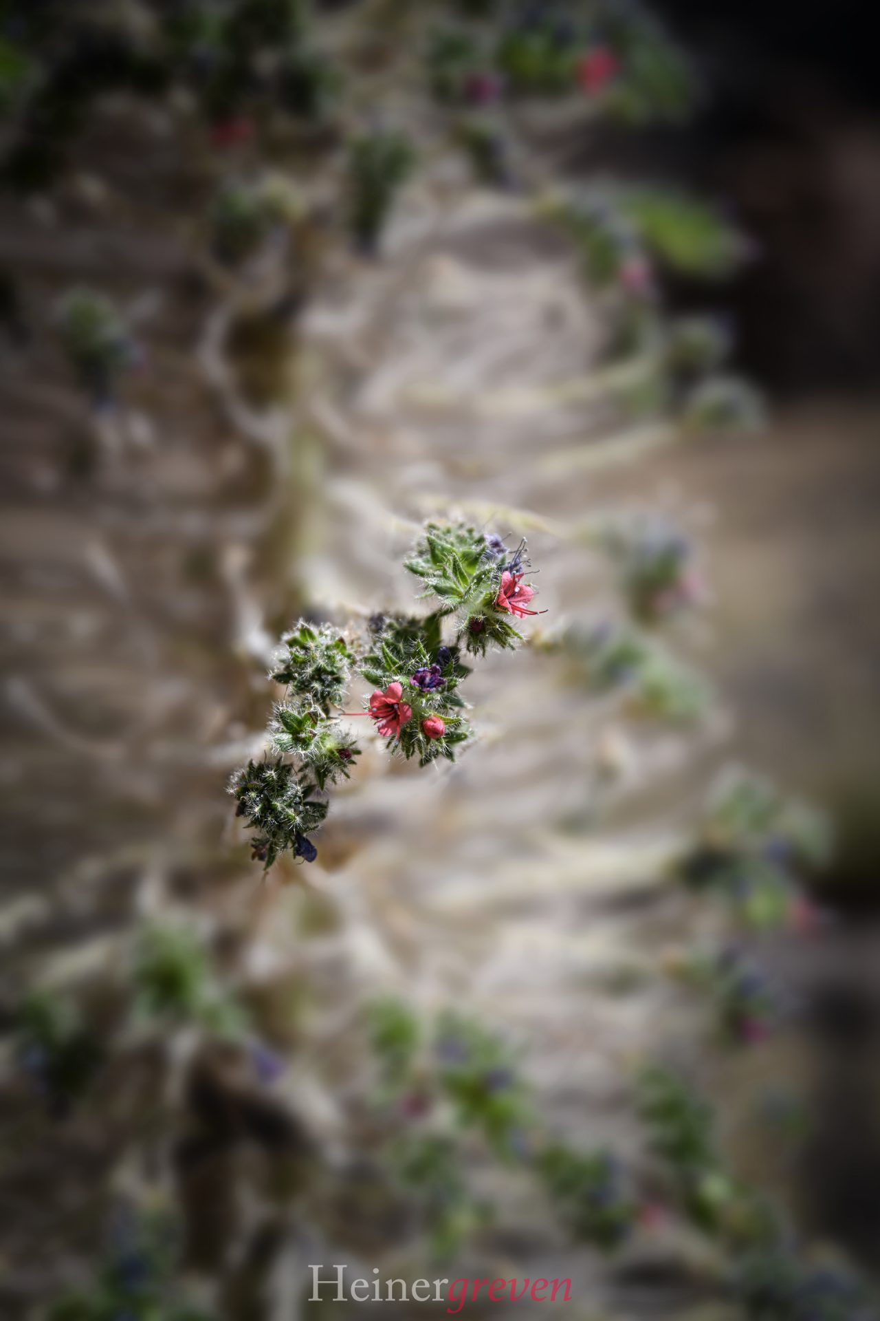 Teneriffa Blume