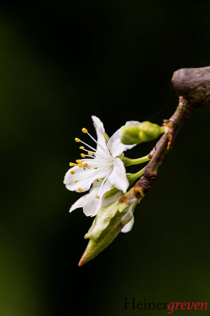 Image gallery image