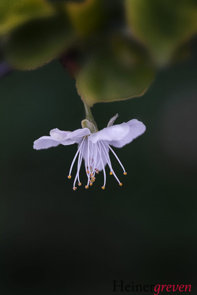 Image gallery image