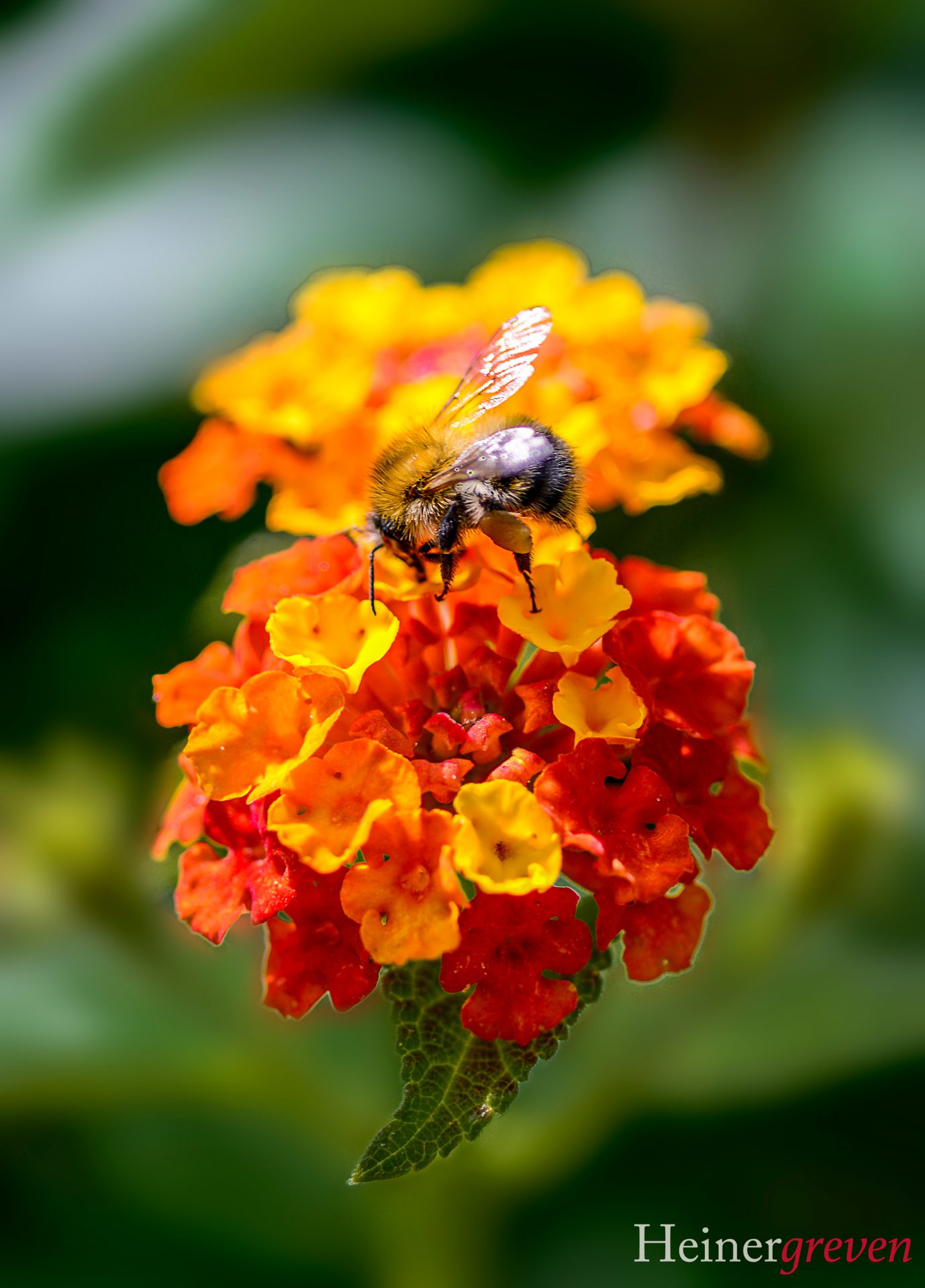 Biene auf rotgelber Blüte