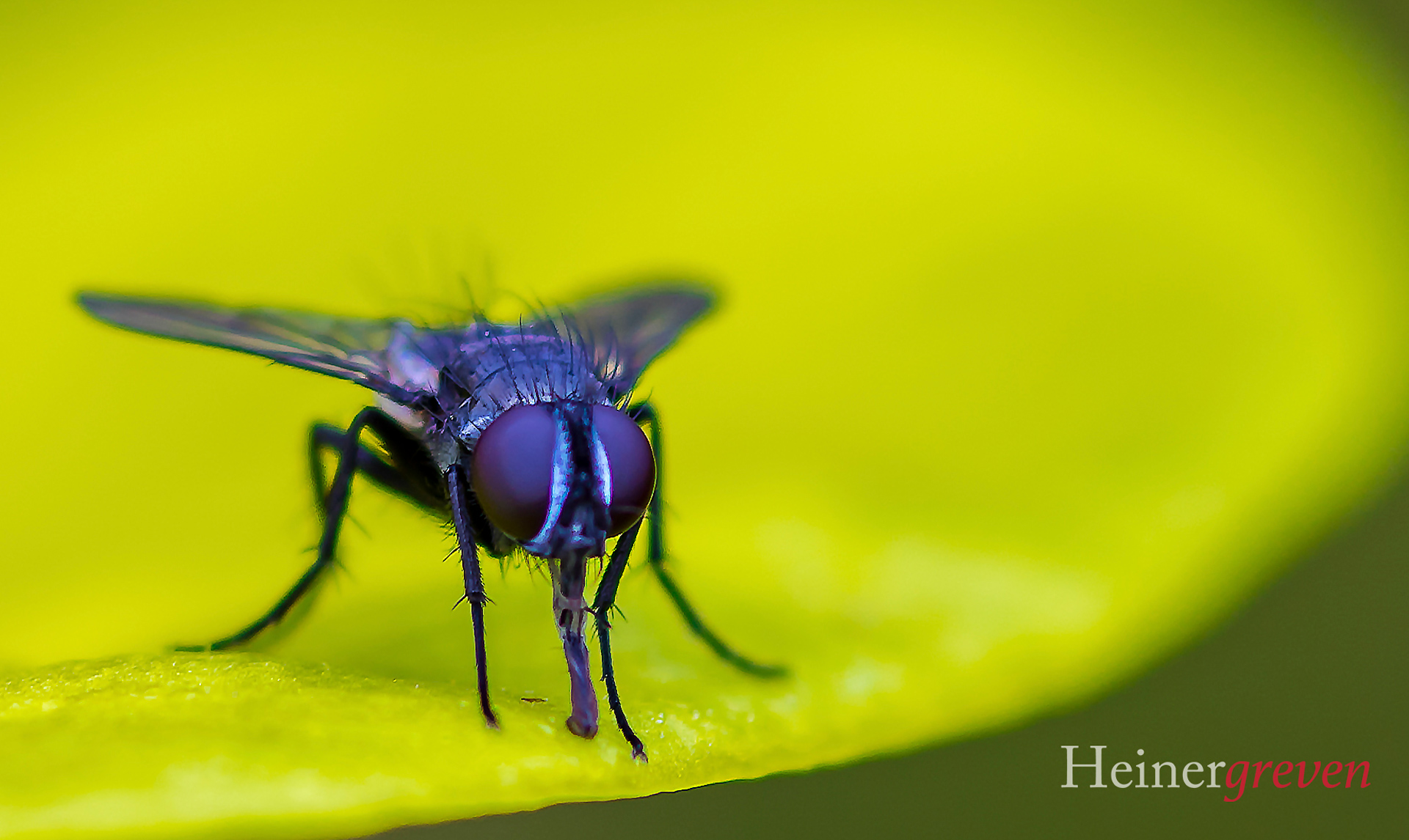 blaue Fliege