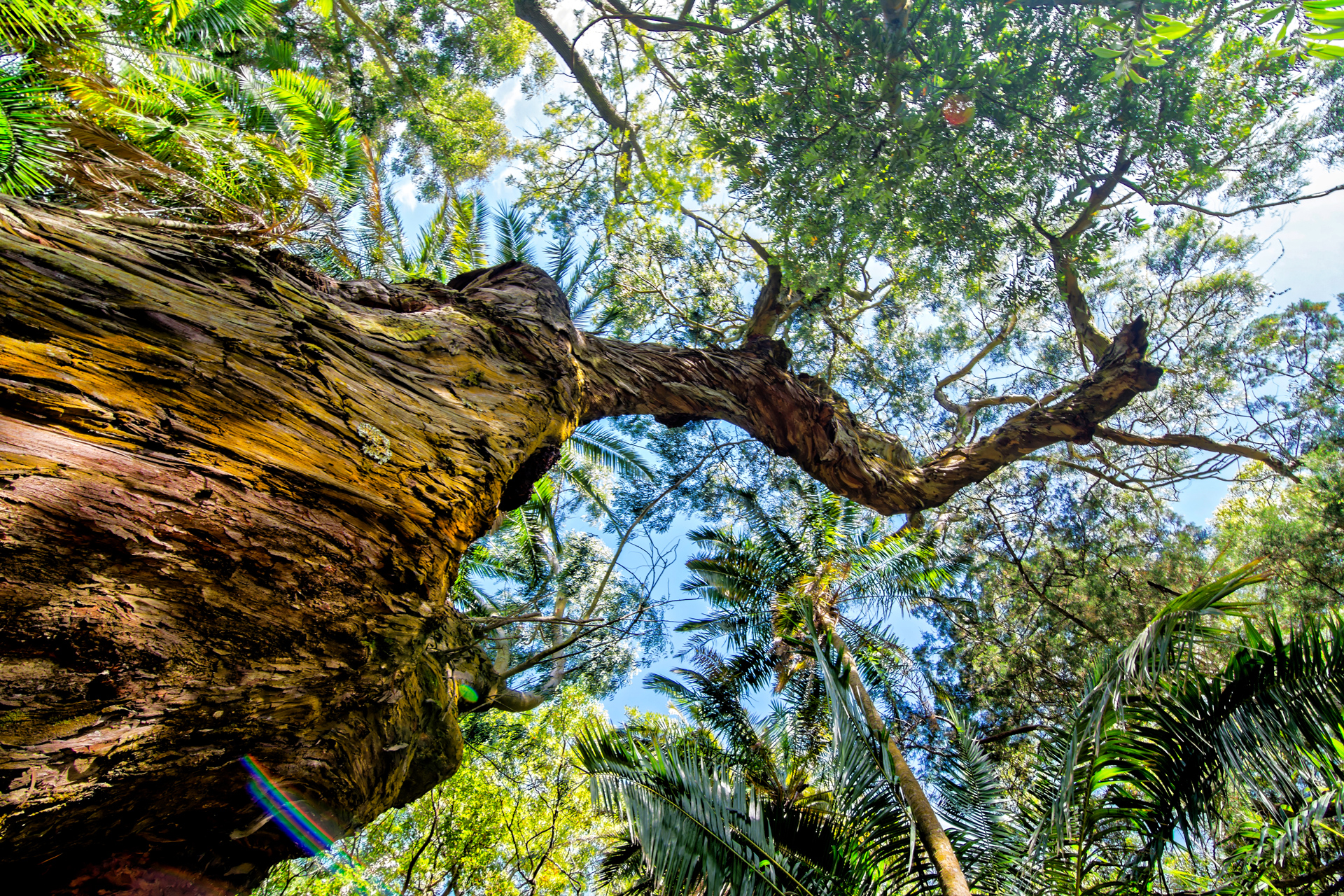 Botanischer Garten Azoren