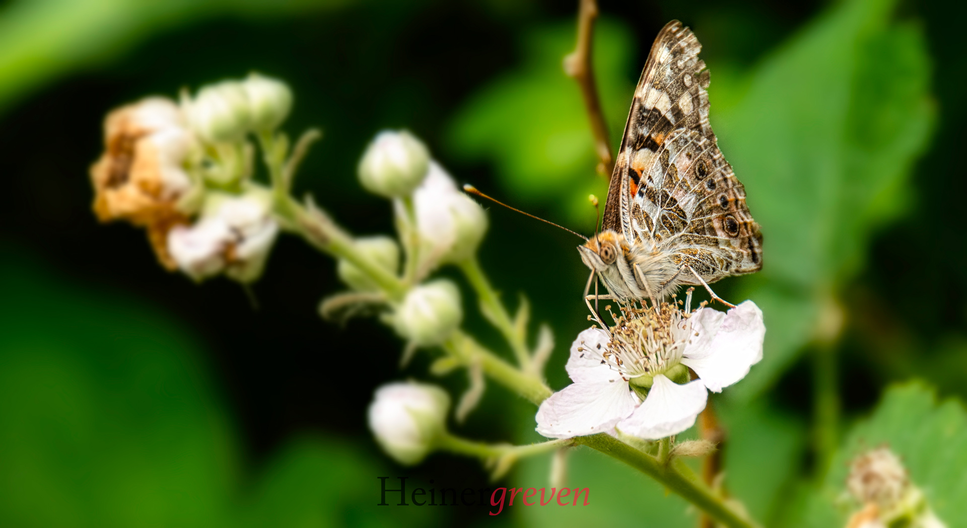 Schmetterling
