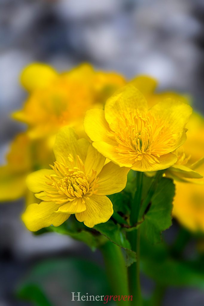 Image gallery image