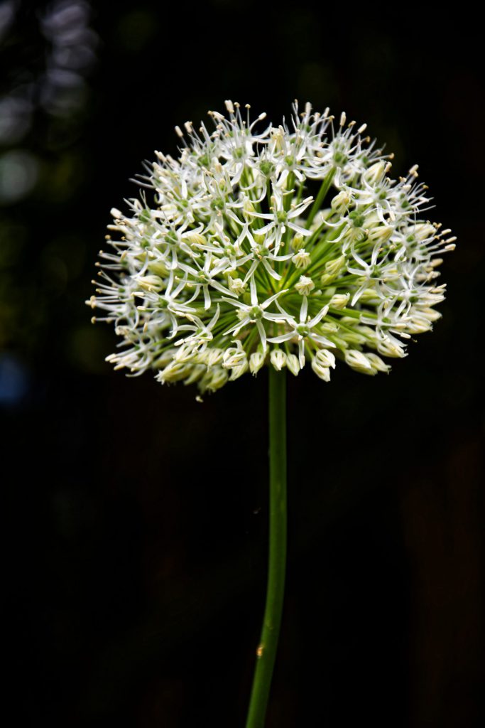 Image gallery image