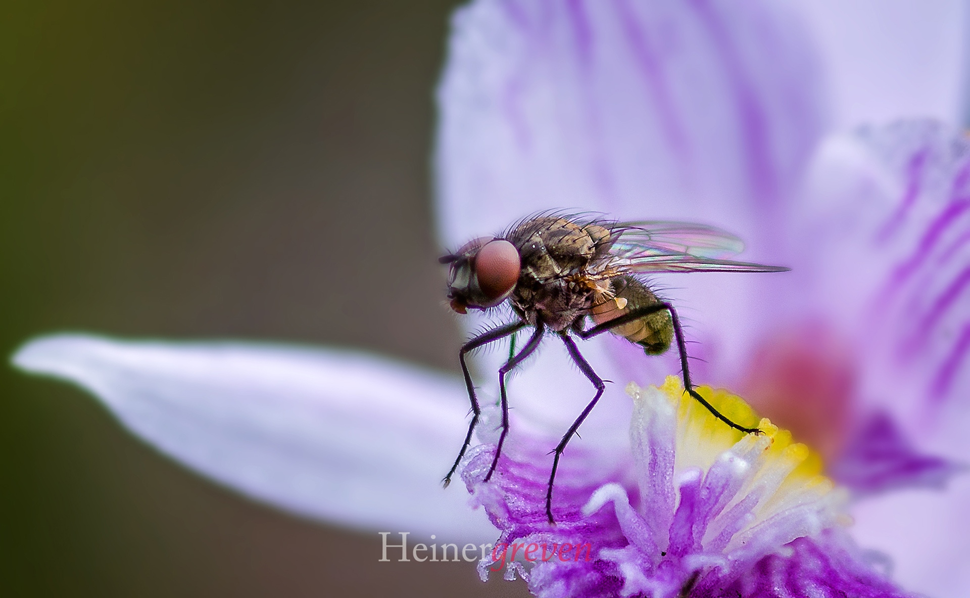 Fliege auf Blüte