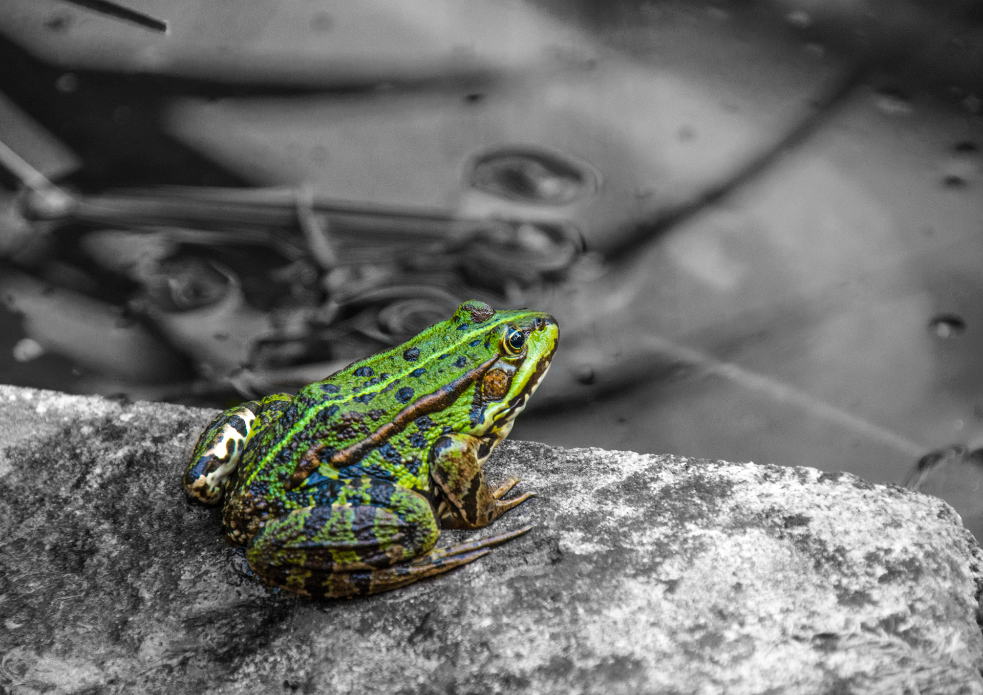 Frosch