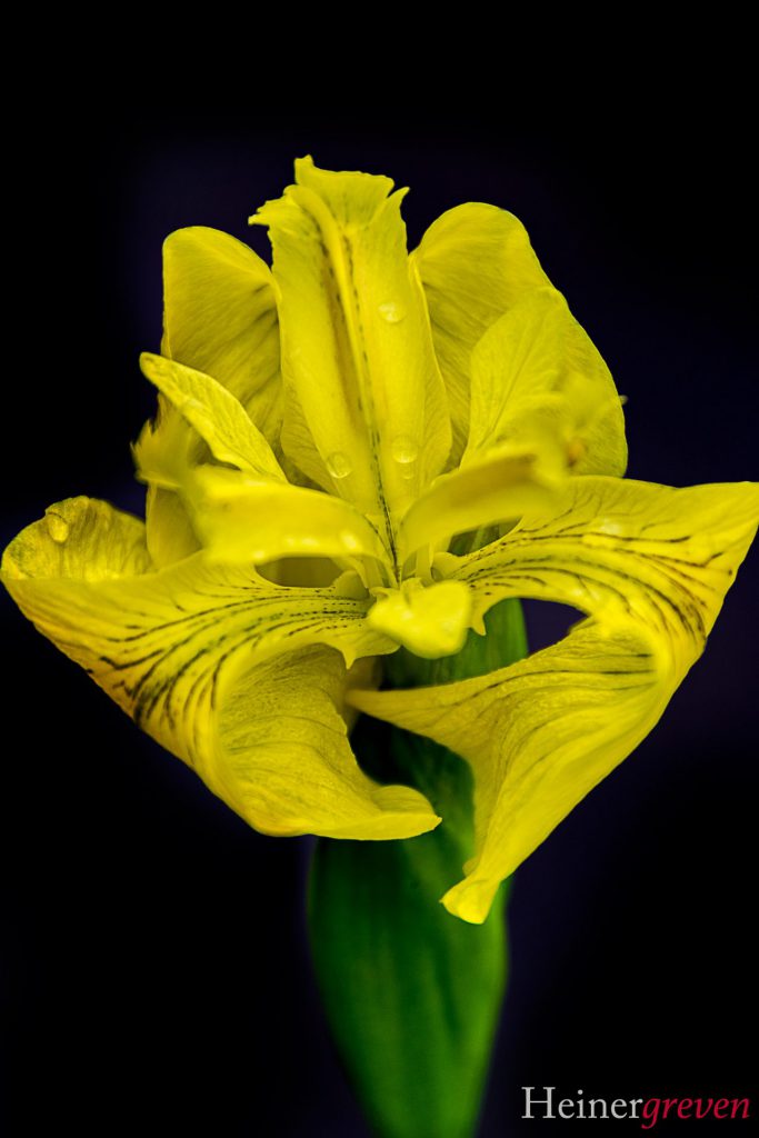 Image gallery image