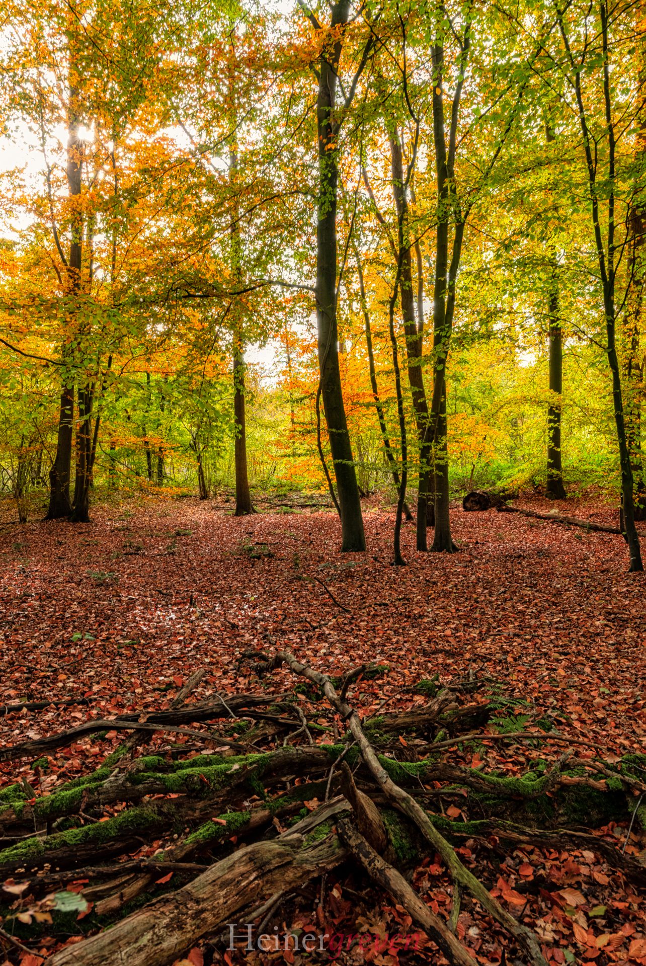 Wald Greven Herbst