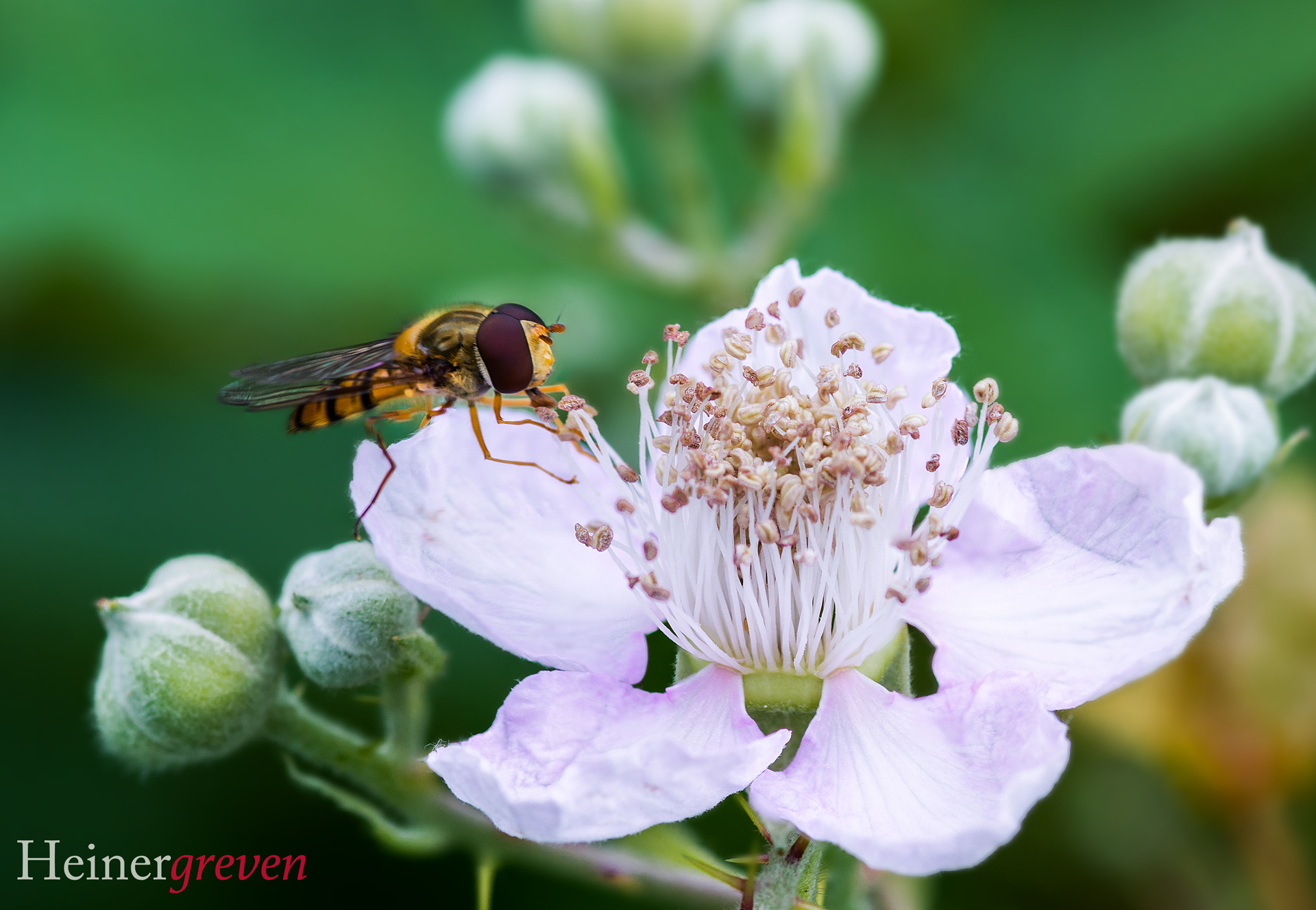 Insekt auf weißer Blüte