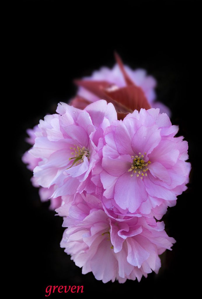 Image gallery image