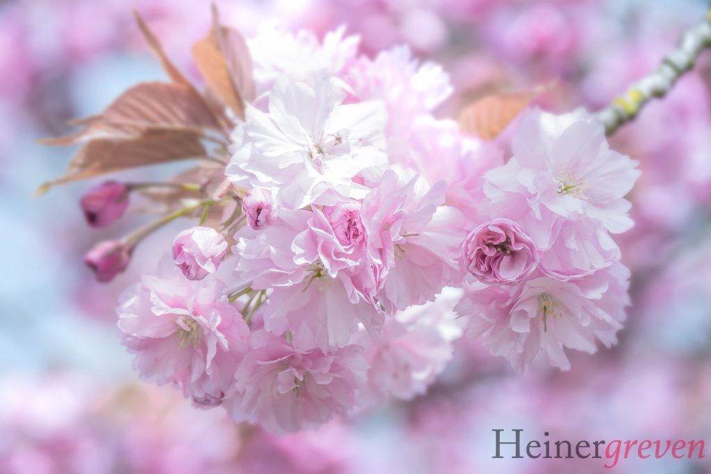 Image gallery image