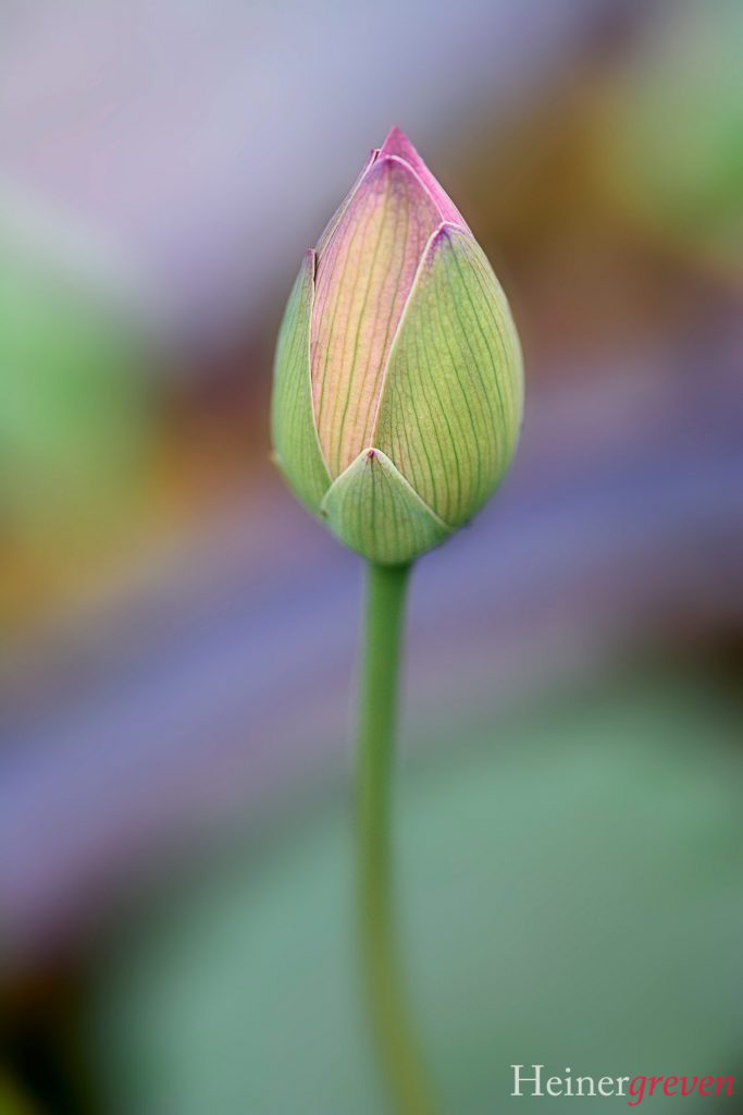 Image gallery image
