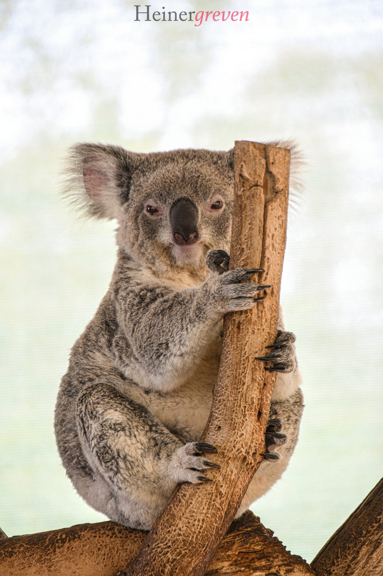 Koala