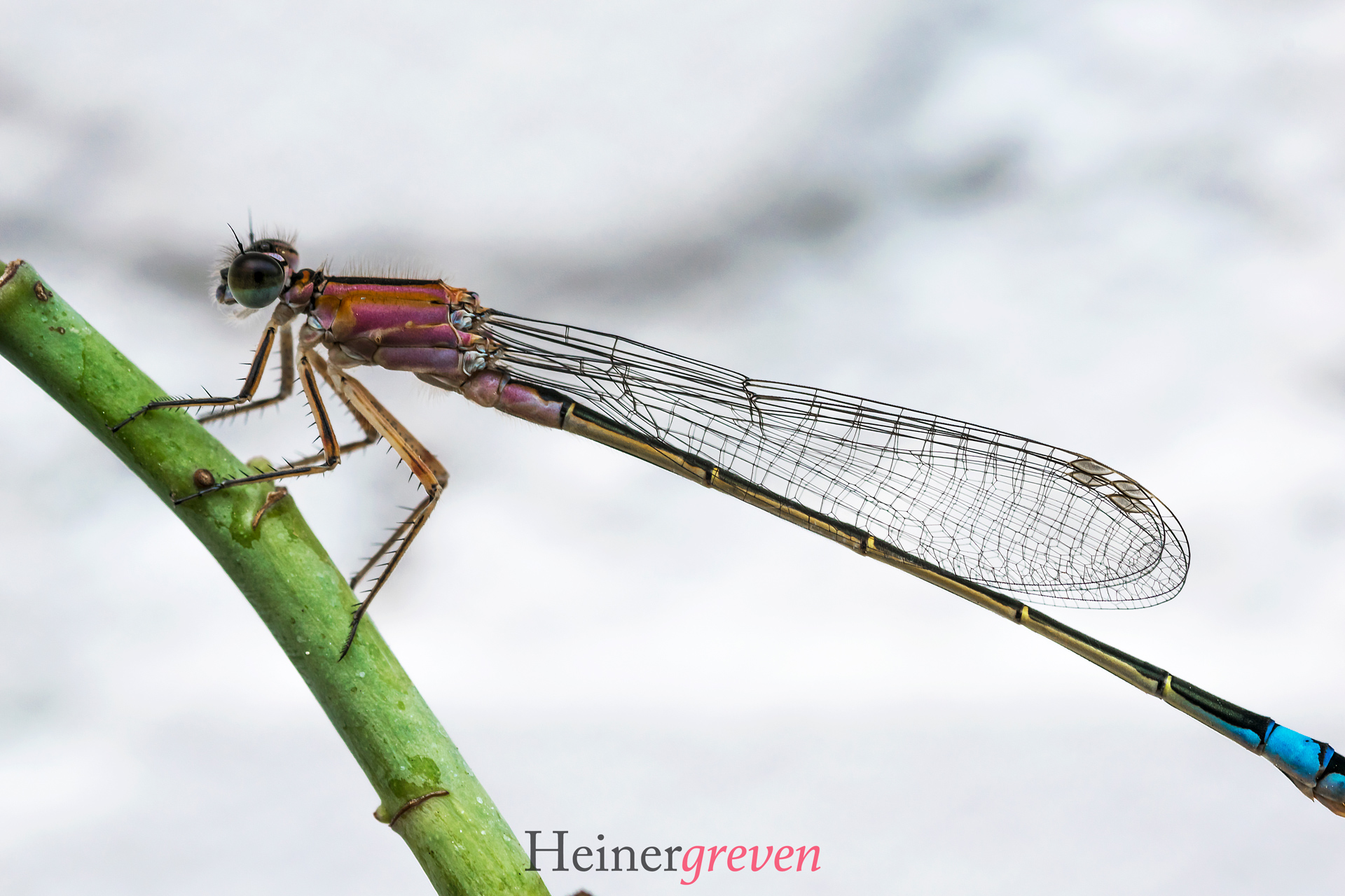 Libelle