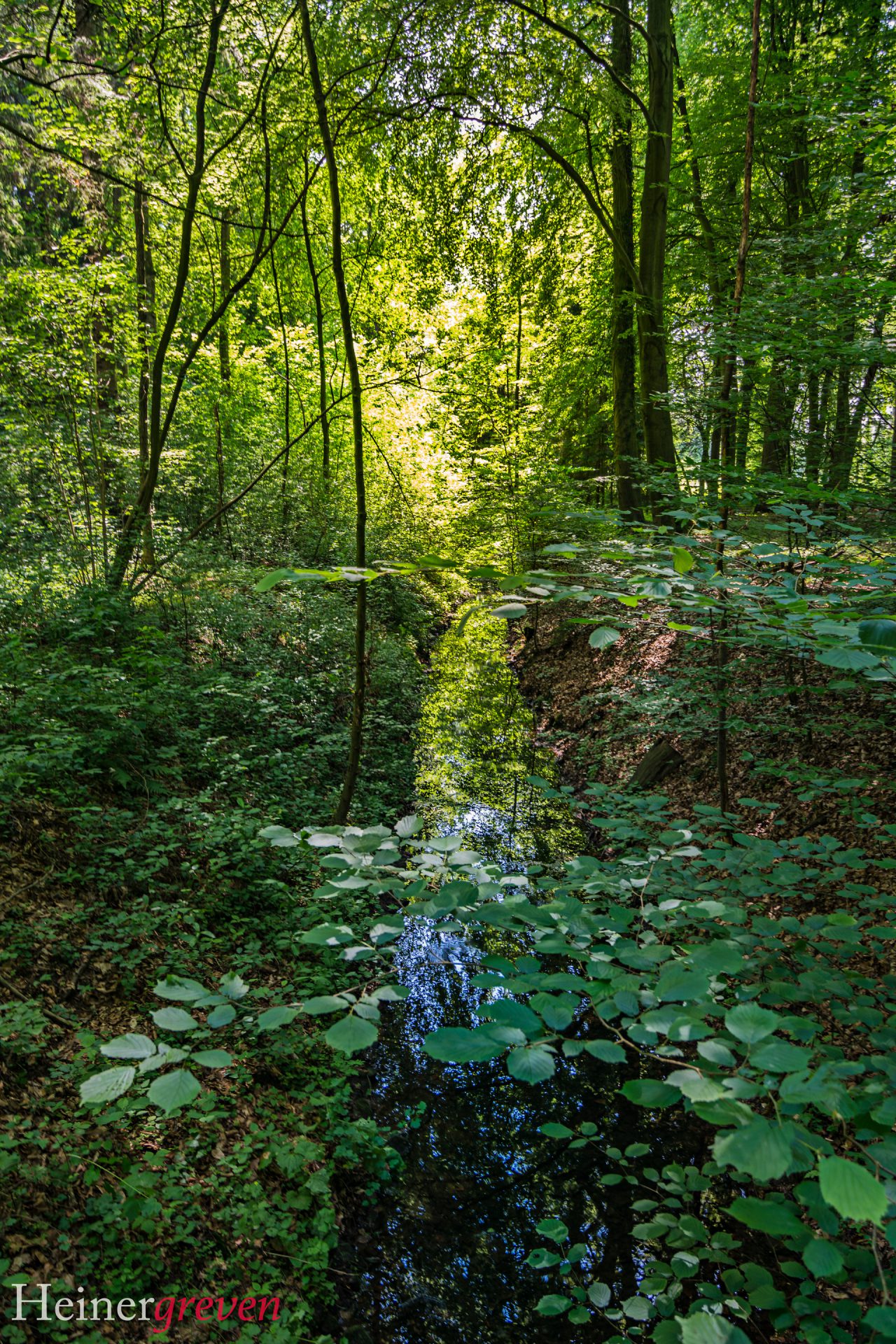 Münsterland Wald