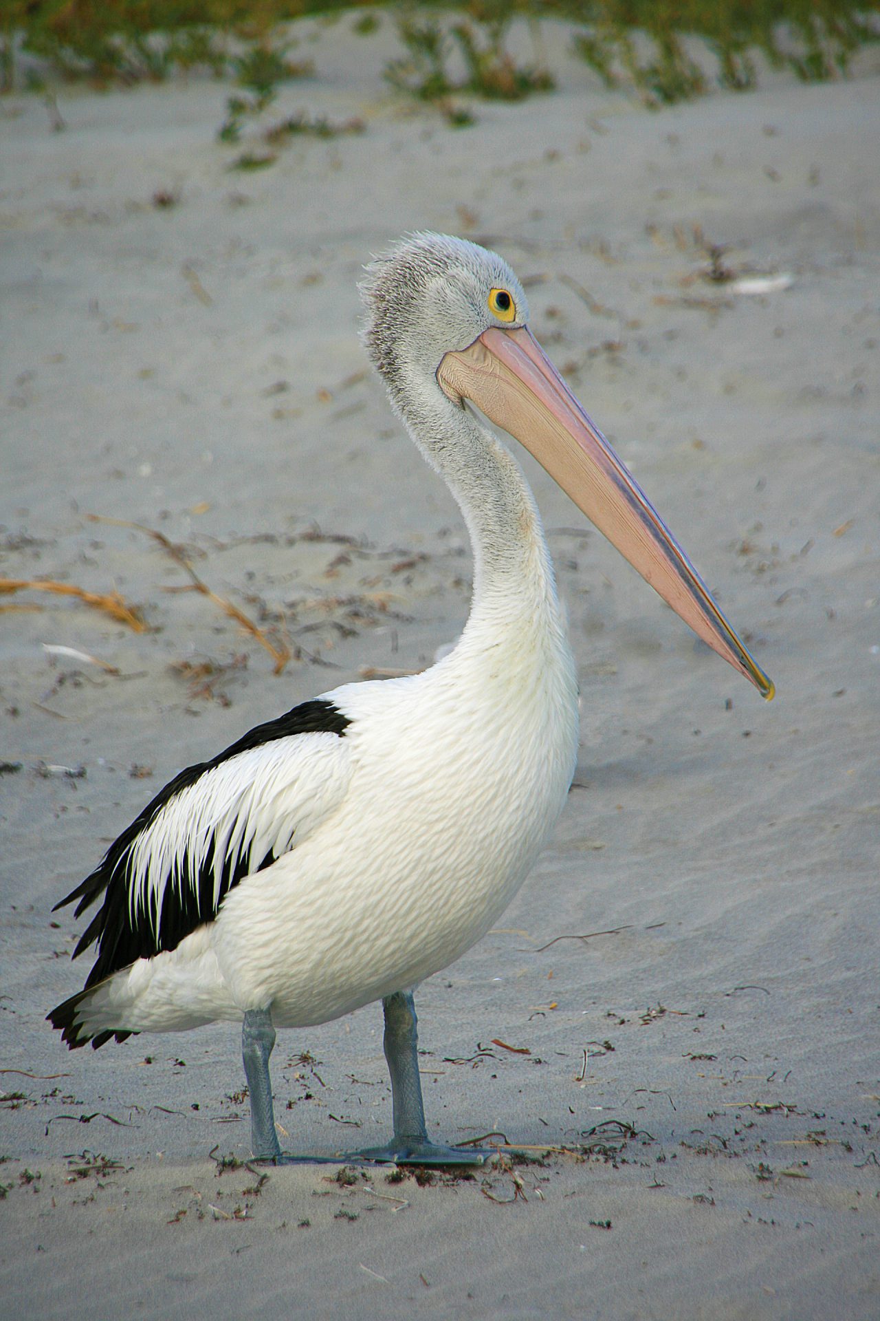 Pelikan Australien