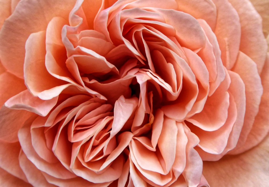 Image gallery image