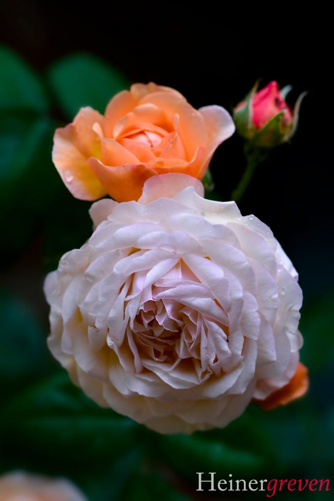 Image gallery image