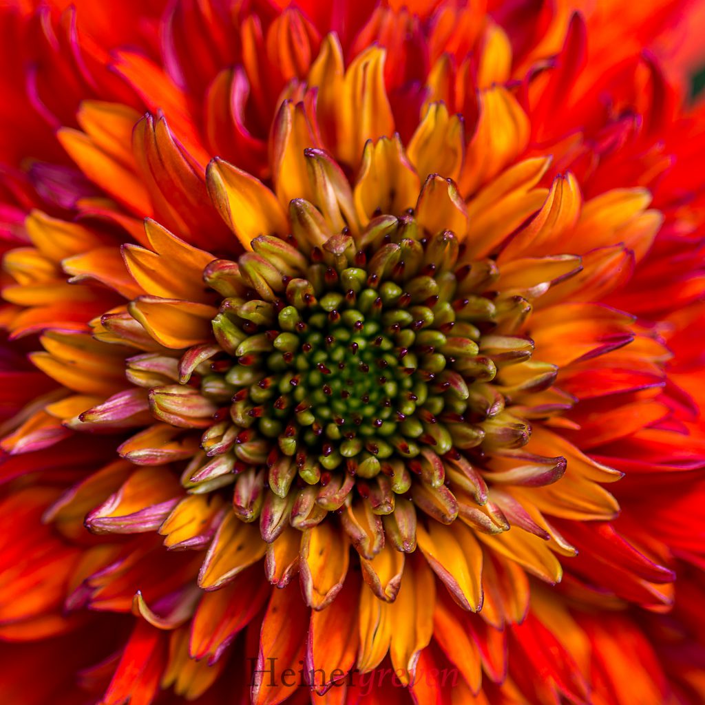 Image gallery image