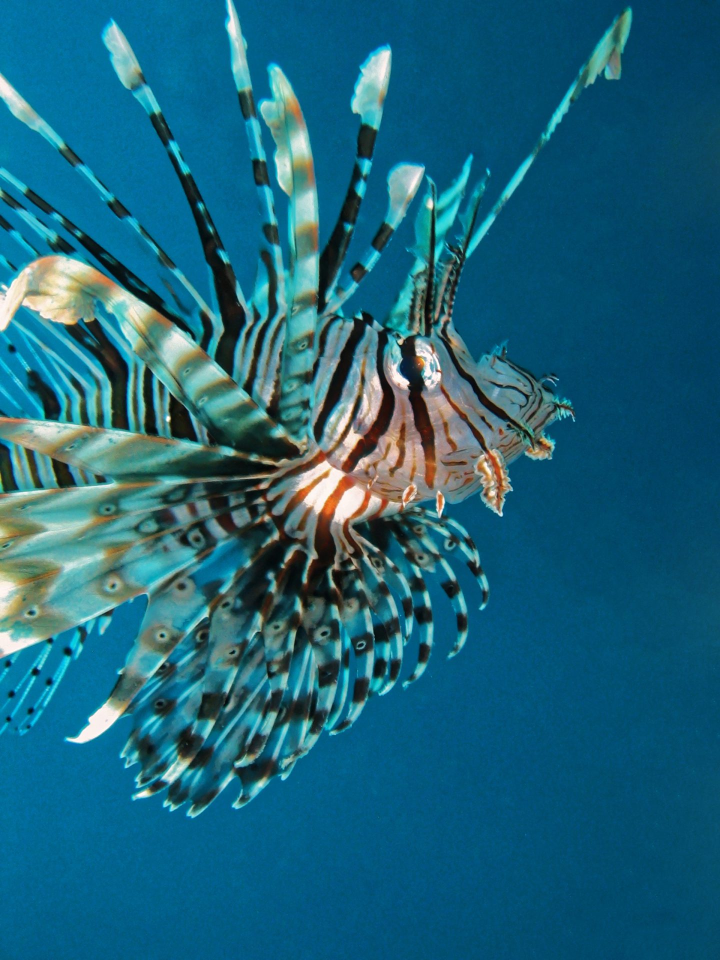 Rotfeuerfisch