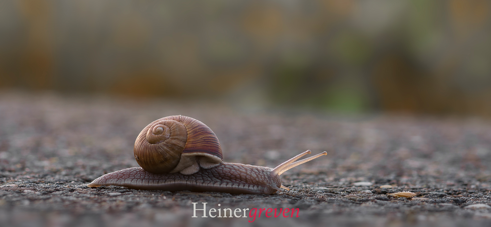 Schnecke
