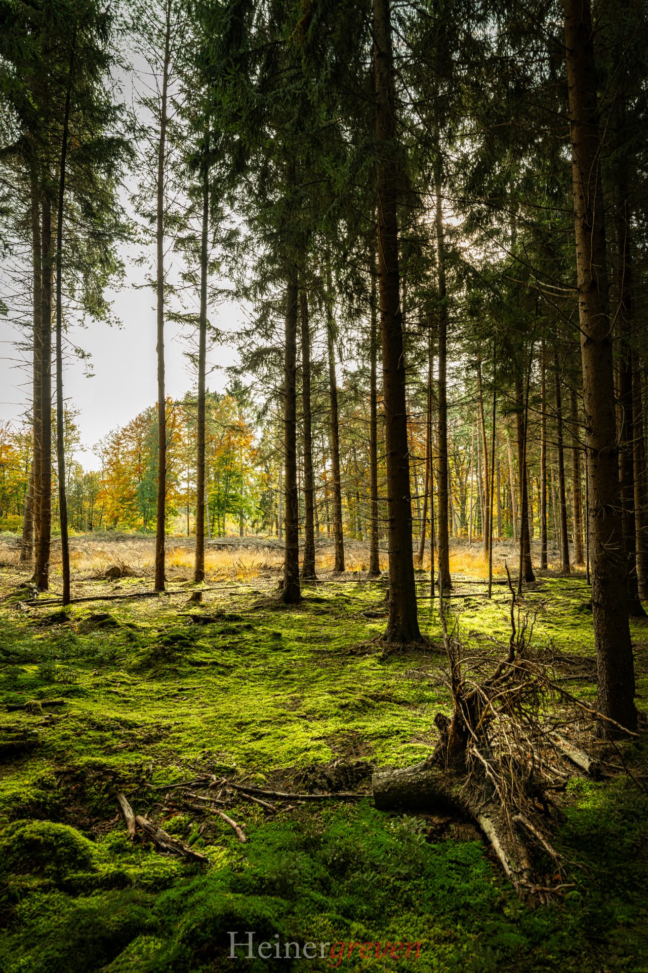 Sonnenuntergang Greven Wald