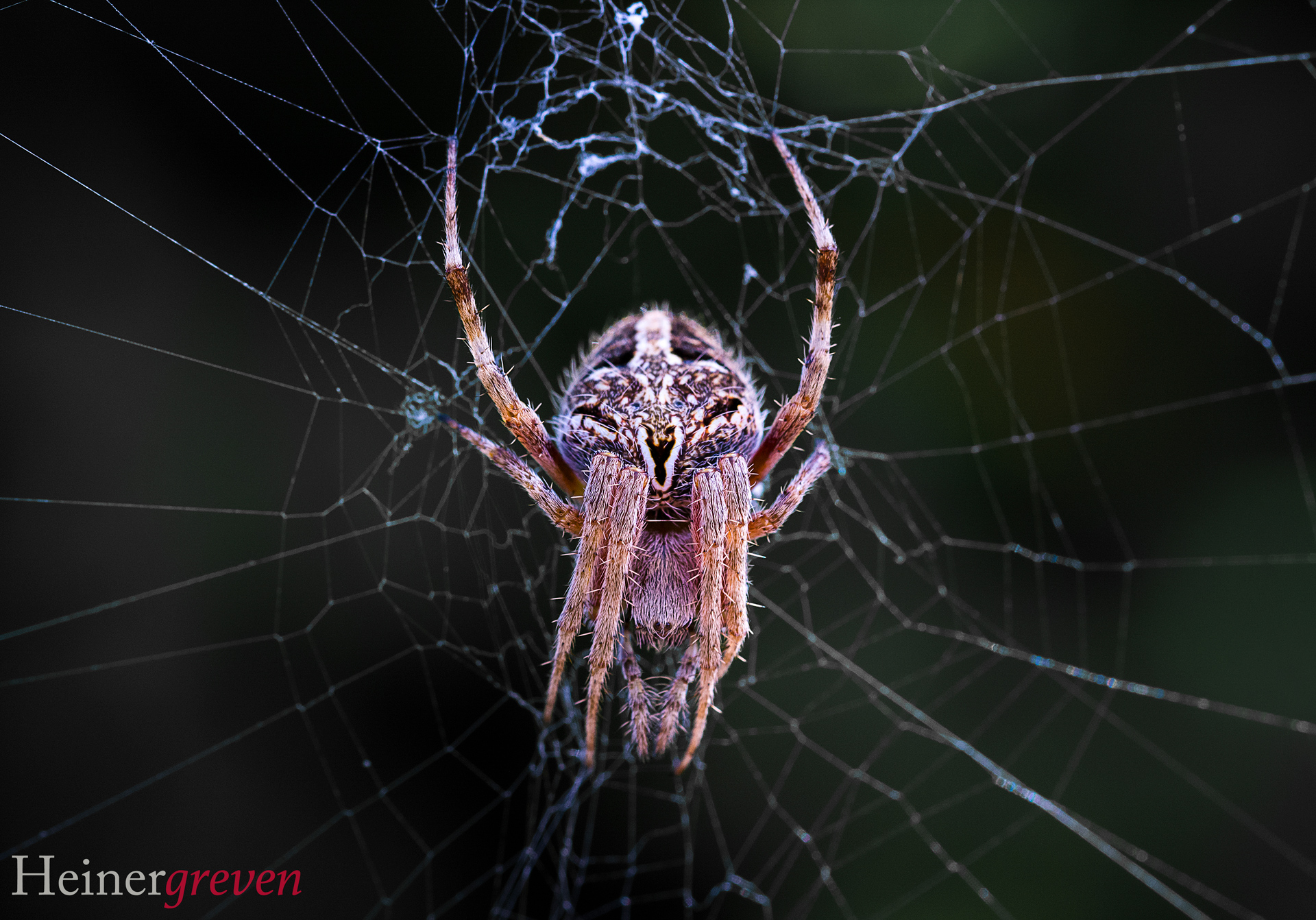 Spinne in ihrem Netz
