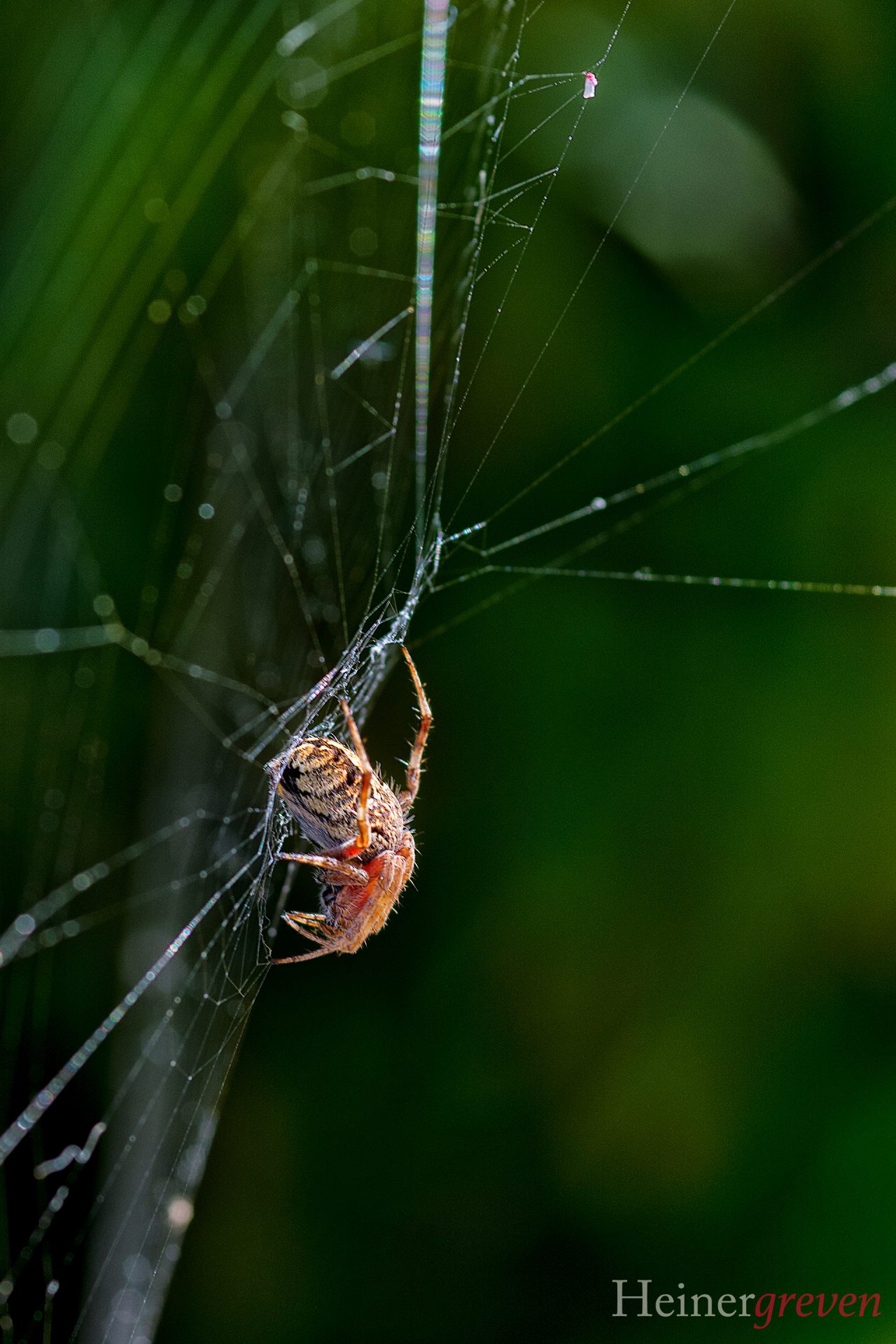 Spinne im Netz