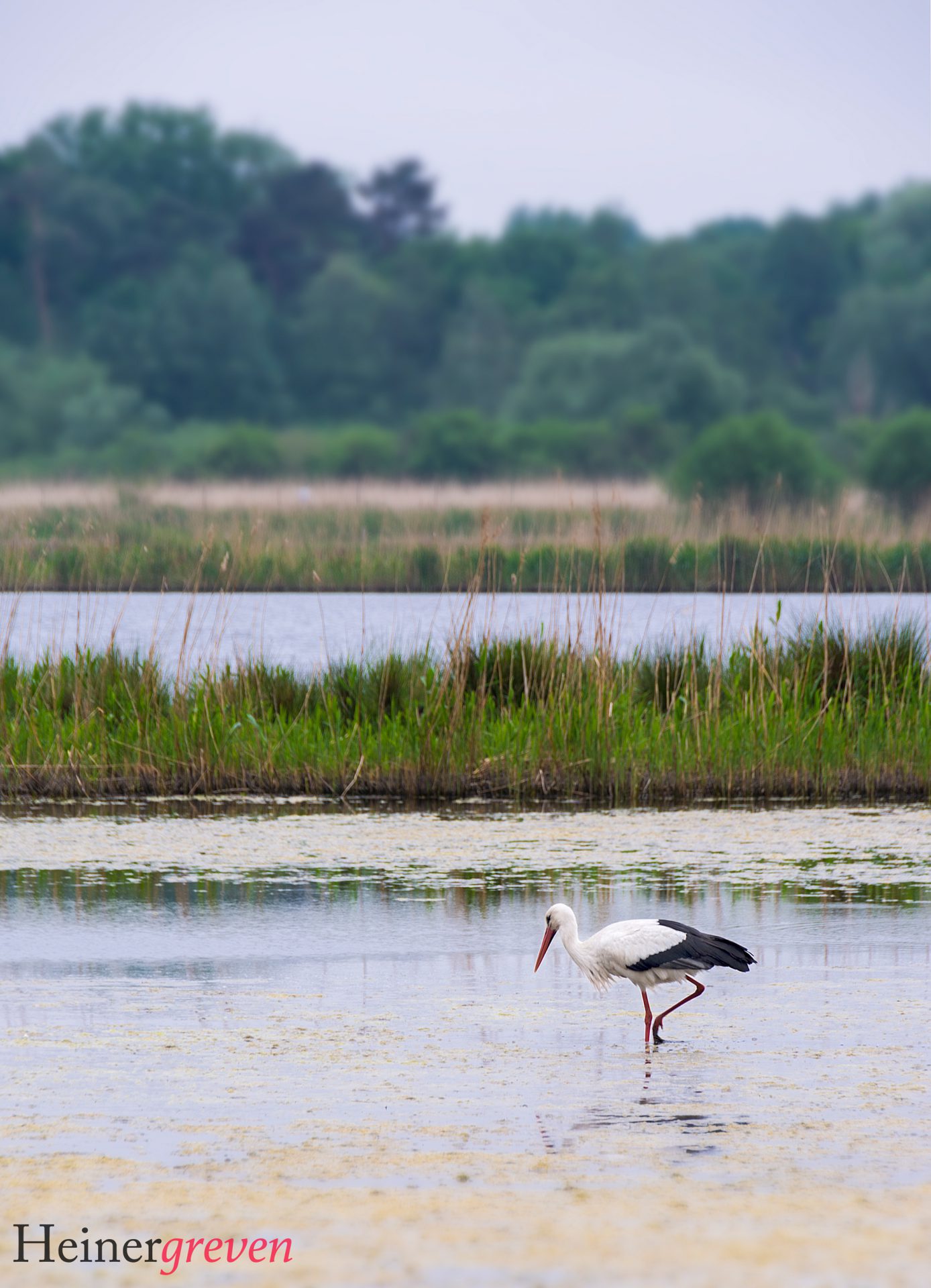 Storch