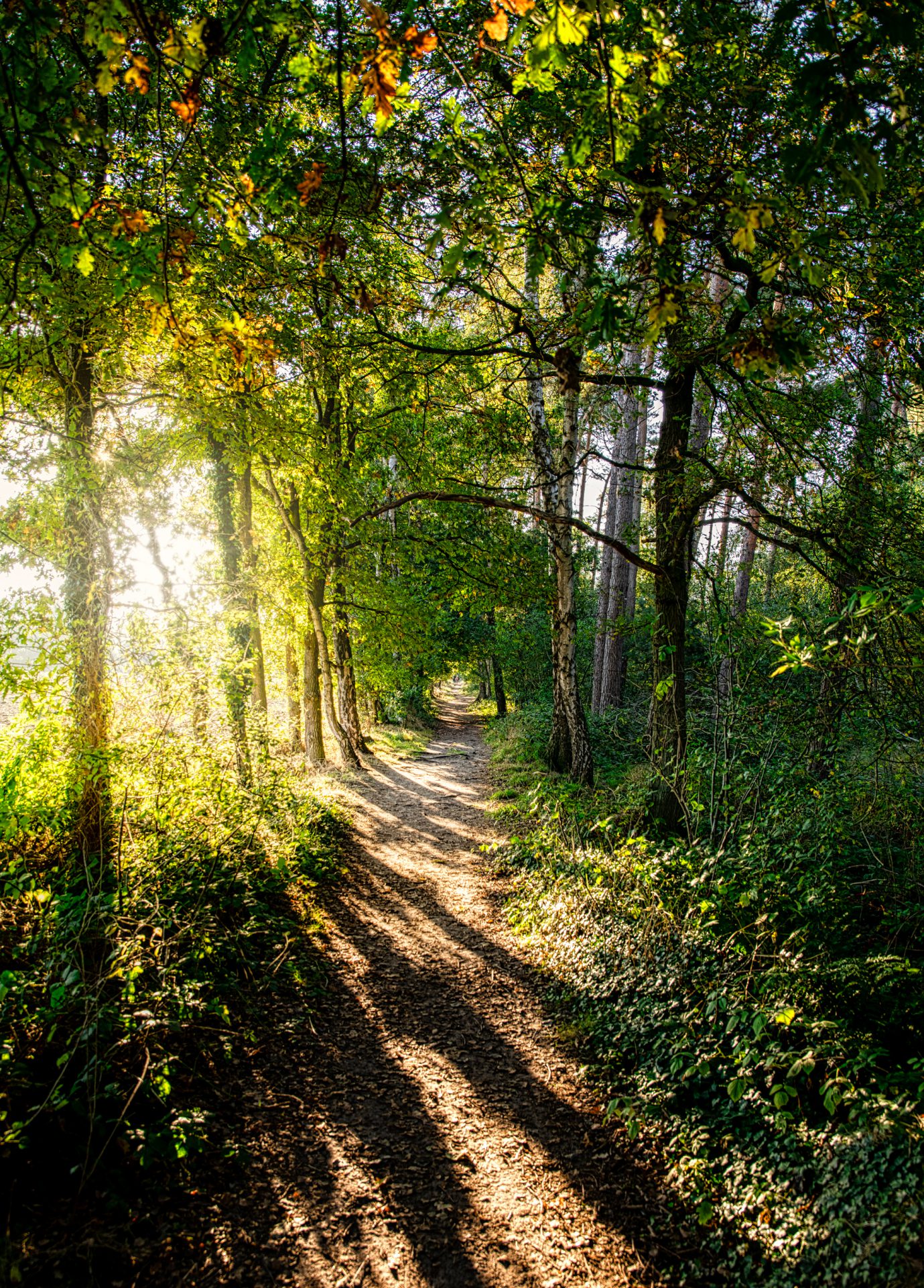 Waldweg im Sonnenuntergang