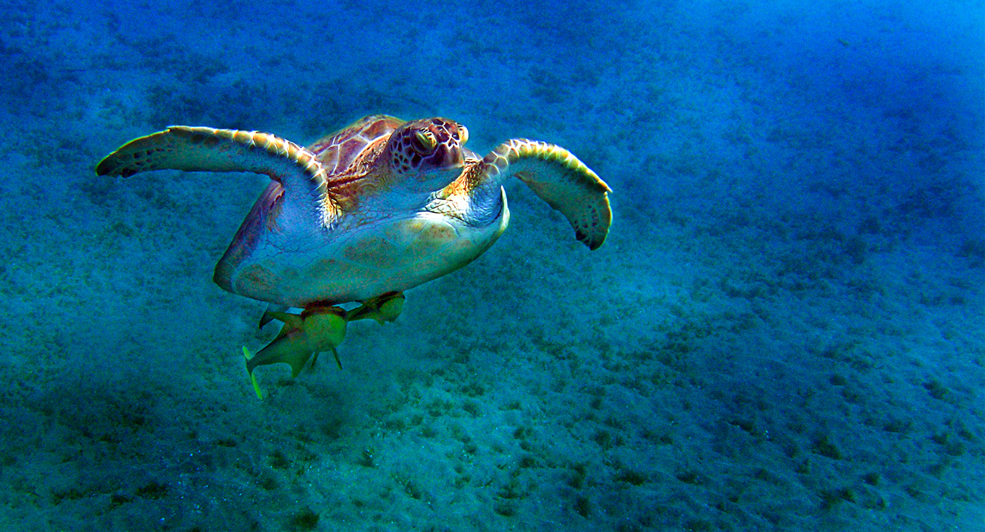Wasser-Schildkroete