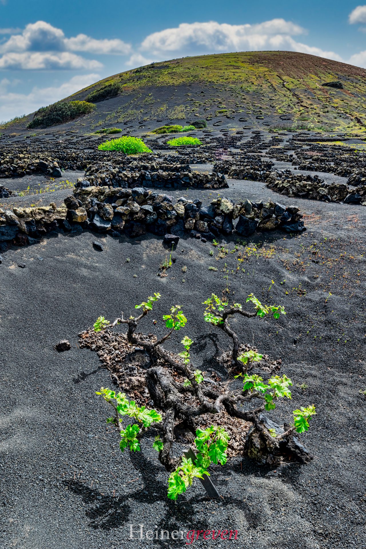 Weinpflanze_Weinberg_Lanzarote