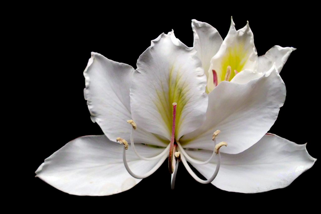 Image gallery image