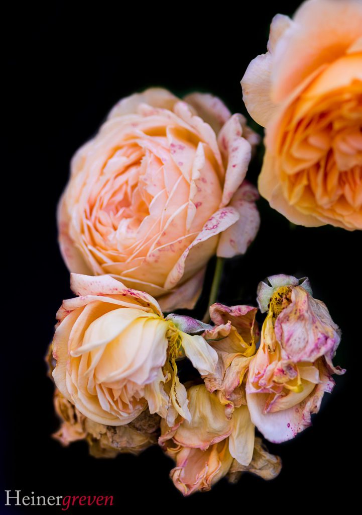 Image gallery image