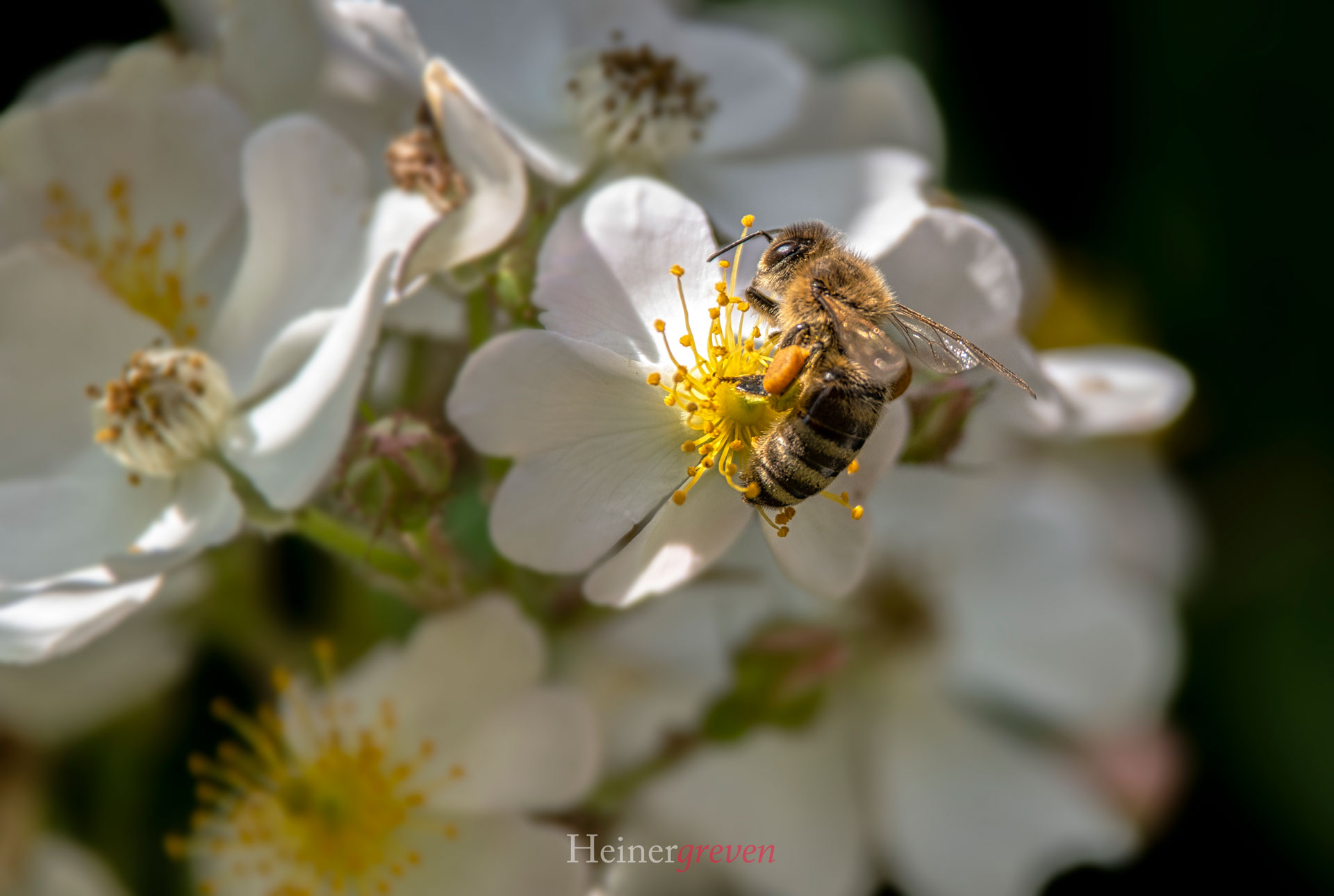 Biene auf Blüte