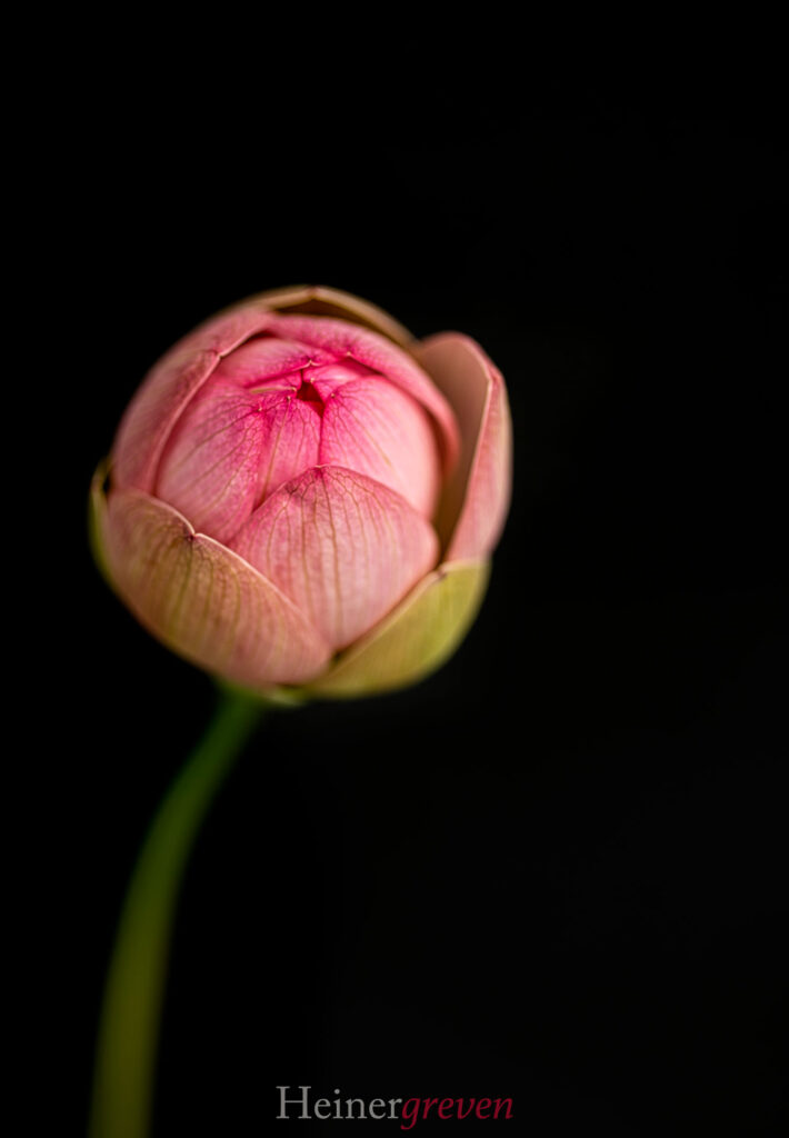 Image gallery image